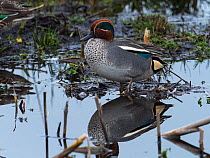 Common teal (Anas crecca) male standing in pool. Greylake Nature Reserve, near Othery, Somerset, England, UK. February.