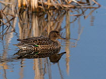 Common teal (Anas crecca) female swimming in pool. Greylake Nature Reserve, near Othery, Somerset, England, UK. February.