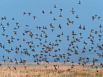 Common teal (Anas crecca) and Eurasian wigeon (Anas penelope) flock in flight. Greylake Nature Reserve, near Othery, Somerset, England, UK. February.