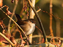 Cetti&#39;s warbler (Cettia cetti) perched on Willow (Salix sp) branch. Blashford Lakes Nature Reserve, Ellingham, near Ringwood, Hampshire, England, UK. February.