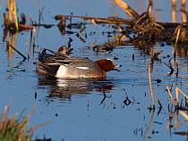 Common teal (Anas crecca) pair calling. Greylake Nature Reserve, near Othery, Somerset Levels, England, UK. February.