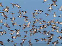 Eurasian wigeon (Anas penelope), Common teal (Anas crecca) and Northern shoveler (Anas clypeata) flock in flight. Greylake Nature Reserve, near Othery, Somerset Levels, England, UK. February.