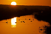 Mute swan (Cygnus olor), group at sunrise. King&#39;s Sedgemoor Drain at sunrise near Greylake, Somerset Levels, England, UK, October 2018
