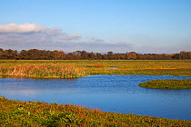 Pools and grazing land. Catcott Lows Nature Reserve, near Edington, Somerset Levels, England, UK. October 2018