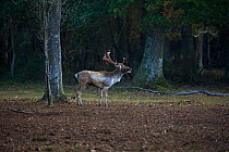 Fallow deer (Dama dama) calling to attract does rut. At rutting stand, Brinken Wood, New Forest National Park, Hampshire, England, UK. October.