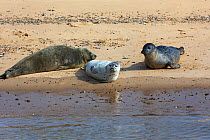 Common seal (Phoca vitulina) and Grey seal (Halichoerus grypus), three hauled out on sandy shore. Blakeney Point National Nature Reserve, Norfolk, England, UK. September.