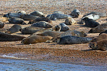 Common seal (Phoca vitulina) group hauled out on shore, Blakeney Point National Nature Reserve, Norfolk, England, UK. September.