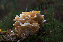 Angel&#39;s wings (Pleurocybella porrigens) fungi on Scot&#39;s pine (Pinus sylvestris) stump. Abernethy Forest RSPB Reserve, Strathspey, Highlands, Scotland, UK. October.