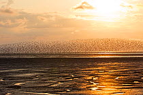 Red knot (Calidris canutus) flock in flight over mudflats at sunset. Snettisham RSPB Reserve, The Wash, Norfolk, England, UK. August 2018.