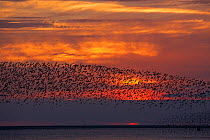 Red knot (Calidris canutus) flock in flight over mudflats at sunset. Snettisham RSPB Reserve, The Wash, Norfolk, England, UK. August 2018.