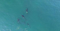 Aerial shot of a pod of Orcas (Orcinus orca) breathing at the surface, Peninsula Valdez, Patagonia Argentina