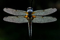 Four-spotted chaser (Libellula quadrimaculata) covered in early morning dew, on black background. Skipwith Common National Nature Reserve, North Yorkshire, England, UK. May. Focus stacked image.
