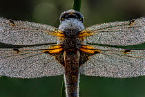 Four-spotted chaser (Libellula quadrimaculata) covered in early morning dew. Skipwith Common National Nature Reserve, North Yorkshire, England, UK. May. Focus stacked image.