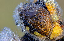 Four-spotted chaser (Libellula quadrimaculata), close up of eye, covered in early morning dew. Skipwith Common National Nature Reserve, North Yorkshire, England, UK. May. Focus stacked image.