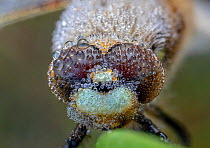Four-spotted chaser (Libellula quadrimaculata) portrait, covered in early morning dew. Skipwith Common National Nature Reserve, North Yorkshire, England, UK. May. Focus stacked image.