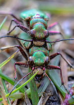 Green tiger beetle (Cicindela campestris) pair mating. Skipwith Common National Nature Reserve, North Yorkshire, England, UK. May. Focus stacked image.