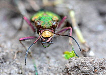 Green tiger beetle (Cicindela campestris). Skipwith Common National Nature Reserve, North Yorkshire, England, UK. May. Focus stacked image.