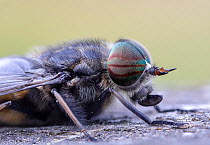 Horsefly (Hybomitra sp) male resting, portrait. Skipwith Common National Nature Reserve, North Yorkshire, England, UK. May. Focus stacked image.