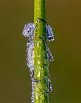 Blue-tailed damselfly (Ischnura elegans) resting on stem, legs clasping stem, covered in early morning dew. Skipwith Common National Nature Reserve, North Yorkshire, England, UK. May. Focus stacked im...
