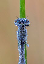Blue-tailed damselfly (Ischnura elegans) resting on stem, covered in early morning dew. Skipwith Common National Nature Reserve, North Yorkshire, England, UK. May. Focus stacked image.