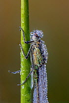 Blue-tailed damselfly (Ischnura elegans) resting on stem, covered in early morning dew. Skipwith Common National Nature Reserve, North Yorkshire, England, UK. May. Focus stacked image.