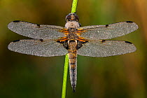 Four-spotted chaser (Libellula quadrimaculata) resting on stem, covered in early morning dew. Skipwith Common National Nature Reserve, North Yorkshire, England, UK. May. Focus stacked image.