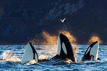 Killer whales / orcas (Orcinus orca). Spyhopping. Kvaloya, Troms, Norway October