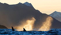 Killer whales (Orcinus orca) surfacing and blowing, spray backlit by autumn light, Kvaloya, Troms, Norway October