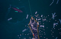 Aerial view of Humpback whales (Megaptera novaeangliae) investigating Herring (Clupea harengus) caught in fishing net, with gulls,. Kvaloya, Troms, Norway. December. November