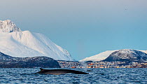 Fin whale (Balaenoptera physalus). In background is the small town Skjervay, Troms, Northern Norway. November