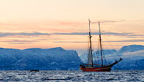 Humpback whales (Megaptera novaeangliae) and the sail ship Norderlicht. Reisafjord, Troms, Norway. November