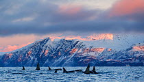 Pod of Killer whales / orcas (Orcinus orca). Kvanangen, Troms, Norway. November