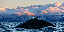 Humpback whales (Megaptera novaeangliae). Kvanangen, Troms, Norway. November