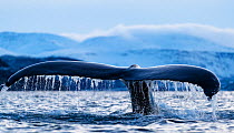 Humpback whale (Megaptera novaeangliae) showing tail fluke as it dives. Kvanangen, Troms, Norway. November