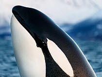 Killer whale / orca (Orcinus orca). Spyhopping very close, showing eye. Kvanangen, Troms, Norway. November