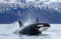 Killer whales / orcas (Orcinus orca) travelling at high speed heading for a bait ball. Kvanangen, Troms, Norway. November