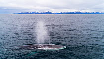 Aerial side view of Fin whale (Balaenoptera physalus) blowing. Kvanangen, Troms, Norway. November