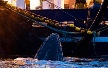 Humpback whale (Megaptera novaeangliae) feeding around herring fishing vessel. Kvanangen, Troms, Norway. November