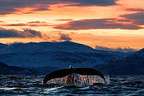 Humpback whale (Megaptera novaeangliae) showing tail fluke as it dives. Kvanangen, Troms, Norway. December