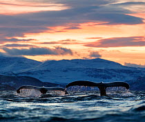 Humpback whales (Megaptera novaeangliae) showing tail fluke when they dive. Kvanangen, Troms, Norway. December