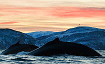 Humpback whales (Megaptera novaeangliae) showing the humpback when they dive. Kvanangen, Troms, Norway. December