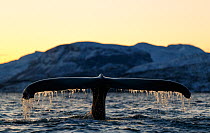 Humpback whale (Megaptera novaeangliae) showing tail fluke as it dives. Kvanangen, Troms, Norway. December