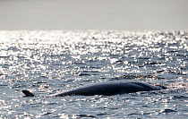 Minke whale (Baelanoptera acutorostrata) West of Andoya, Nordland, Northern Norway. August