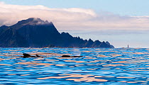 Long-finned Pilot Whale (Globicephala melas). Andfjorden, Andoya, Norway. July