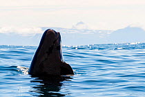Long-finned Pilot Whale (Globicephala melas) spyhopping, Andfjorden, Andoya, Norway. July