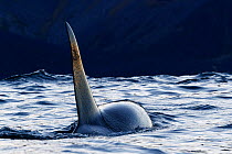 Killer whale / orca (Orcinus orca) male. Kvaloya, Troms, Norway October