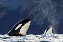 Killer whales / orcas (Orcinus orca) two spyhopping. Kvaloya, Troms, Norway October