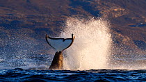 Killer whale / orca (Orcinus orca) splashing with tail fluke. Kvaloya, Troms, Norway October Sequence 2 of 7.