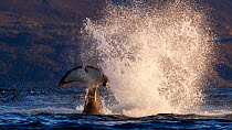 Killer whale / orca (Orcinus orca) splashing with tail fluke. Kvaloya, Troms, Norway October Sequence 3 of 7