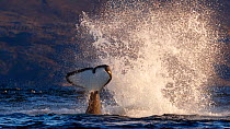 Killer whale / orca (Orcinus orca) splashing with tail fluke. Kvaloya, Troms, Norway October Sequence 4 of 7